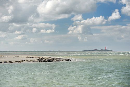 Zeehonden vuurtoren de Cocksdorp Texel
