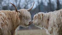 Scottish Highlander mother and calf by Karin van Rooijen Fotografie thumbnail