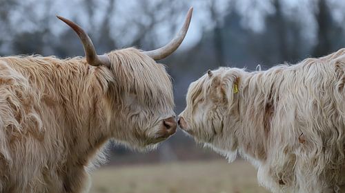 Schottischer Highlander Mutter und Kalb