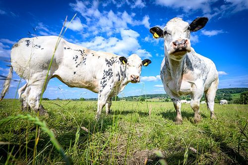 Runderen in het Limburgse landschap van René van der Horst