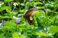 Flight of the Butterfly in Son Tra, Vietnam
