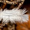 Het veertje met druppels tussen de herfstbladeren sur Hans de Waay
