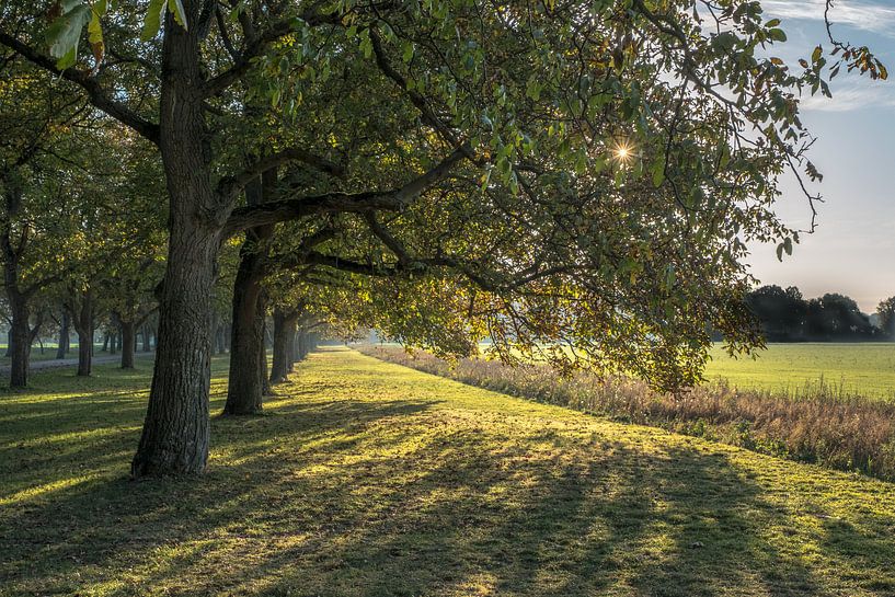 Notenlaan tijdens een mooie herfstdag by Moetwil en van Dijk - Fotografie