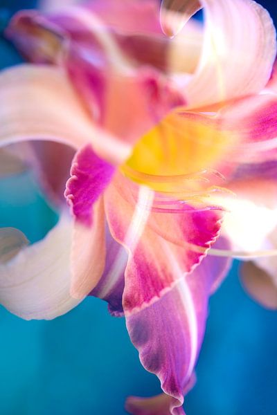 Imaginäre Lilie von Tot Kijk Fotografie: natuur aan de muur