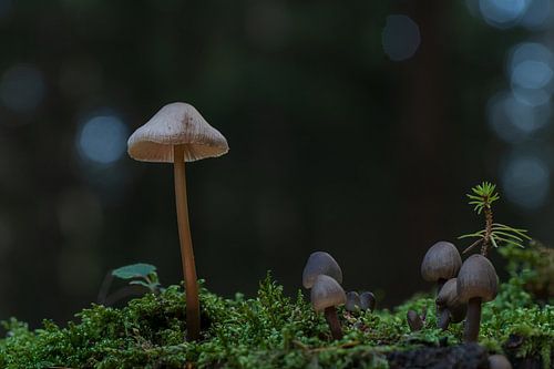 Mushroom