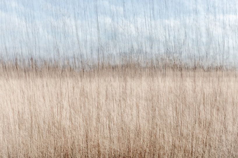 Flüsterndes Schilf von Nicole Schmidt