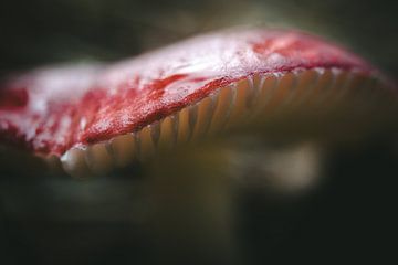 Close-up foto van een paddenstoel van Jan Eltink