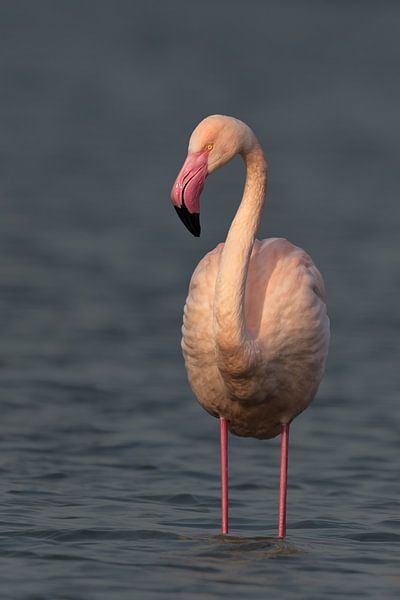 Photographie de la nature par Marieke Deinum
