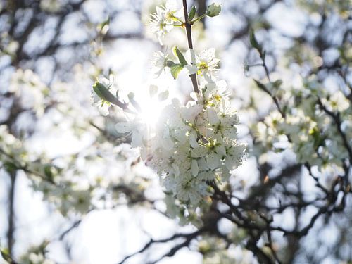 Witte bloesem in zonlicht