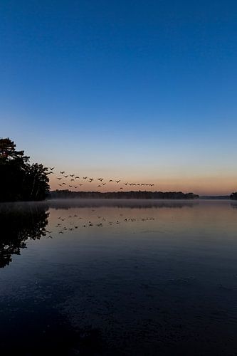 Overvliegende vogels bij zonsopkomst