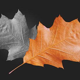 Autumn dry oak leaves by AS Photography