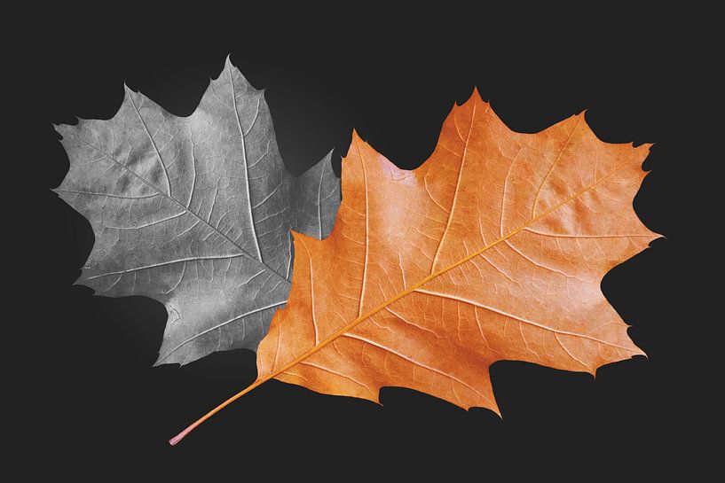 Autumn dry oak leaves by AS Photography
