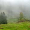 Wiese mit Bäumen im Nebel | Allgäu von Flatfield