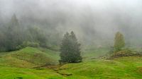 Weiland met bomen in de mist | Allgäu