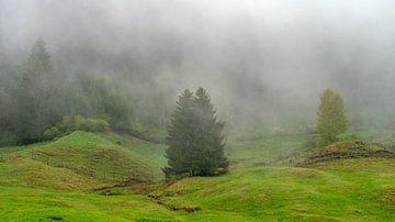 Weiland met bomen in de mist | Allgäu van Flatfield