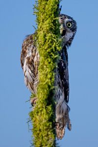 Guckguck: Sperlingskauz