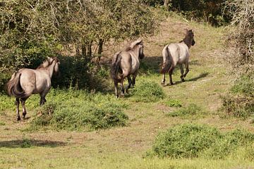 Konikpaarden in Oranjezon van Wendy Hilberath
