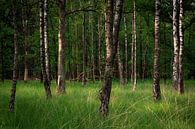 Birkenwald im warmen Licht von Sjors Gijsbers Miniaturansicht