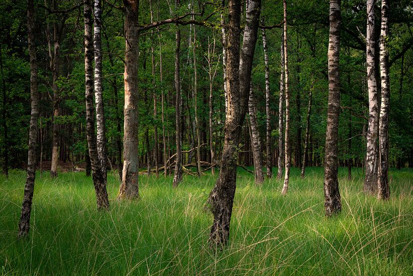 Birkenwald im warmen Licht von Sjors Gijsbers
