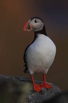 Puffins Norway by Frank Fichtmüller