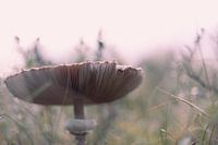 Champignon parachute