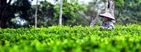 Teeplantage Indonesien von Giovanni della Primavera Miniaturansicht