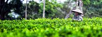 Theeplantage Indonesie