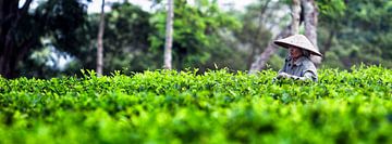 Teeplantage Indonesien von Giovanni della Primavera
