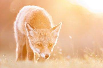 Junger Fuchs auf Beutezug von Gregory & Jacobine van den Top Nature Photography