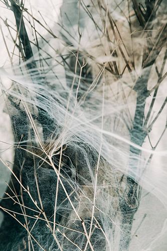 Design serein avec des branches et des toiles