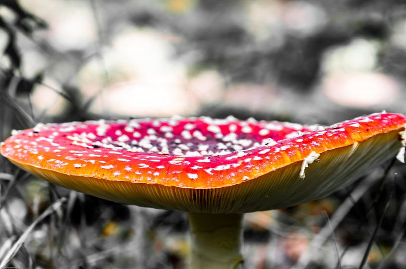 agaric de mouche par Erwin Hartendorp