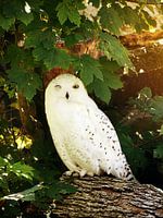 Witte uil met een knipoog
