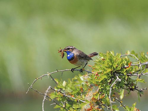 De blauwborst! Kleine schoonheid!