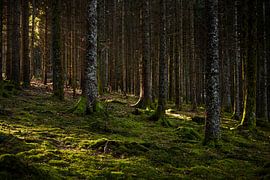 Schwarzwald Hinterzarten von Luis Emilio Villegas Amador