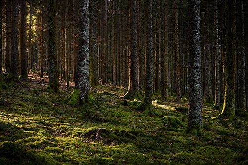 Schwarzwald Hinterzarten von Luis Emilio Villegas Amador