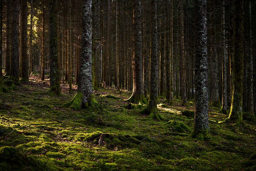 Black Forest Hinterzarten by Luis Emilio Villegas Amador