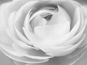 Black-and-white rendering of a ranunculus by Cindy Arts thumbnail