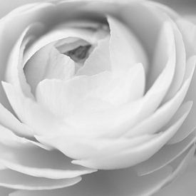 Black-and-white rendering of a ranunculus by Cindy Arts