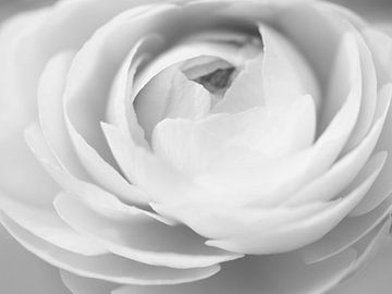 Black-and-white rendering of a ranunculus