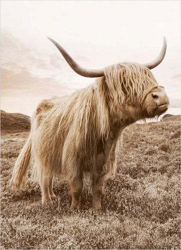 Bovins Golden Highland