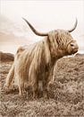 Golden Highland Cattle van Antonije Lazovic thumbnail