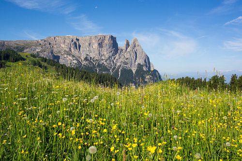 Vroeg in de zomer op de Seiser Alm in Zuid-Tirol