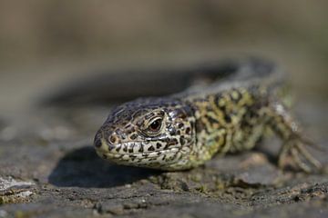 Lizard by Evelyn Dedio–Hofmann