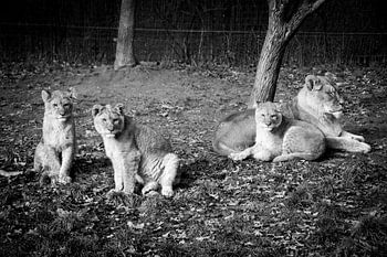 Een leeuwin met haar welpjes