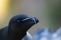 Nahaufnahme eines alc