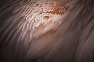Pink feathers van Sandra Hazes