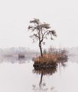 Reflection of coniferous tree in forest fens 1 | Landscape photography - Oisterwijk fens by Merlijn Arina Photography thumbnail