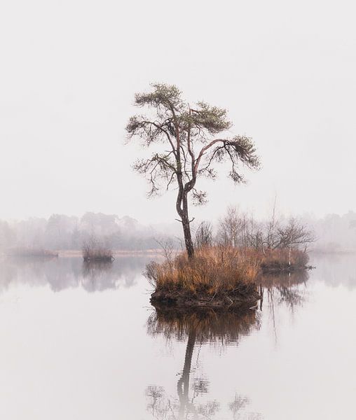 Reflection of coniferous tree in forest fens 1 | Landscape photography - Oisterwijk fens by Merlijn Arina Photography