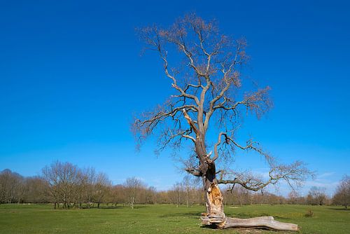 Reuzenboom in park Herrenkrug bij Maagdenburg