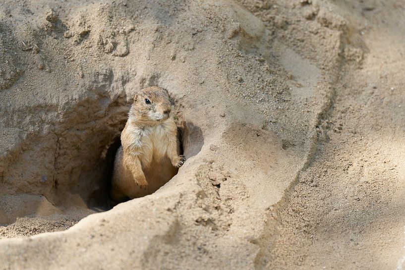 Curiosity by Heiko Kueverling